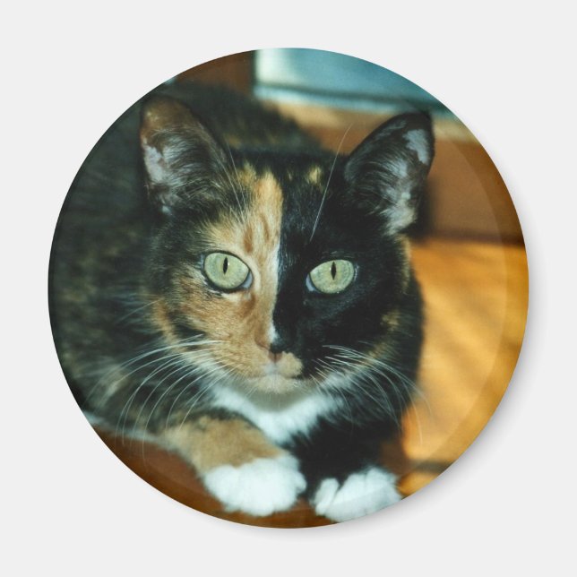 Imã Dois Gatos Rostos (Frente)