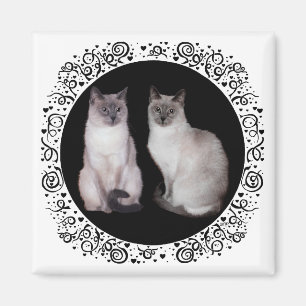 Imã Dois gatos siameses