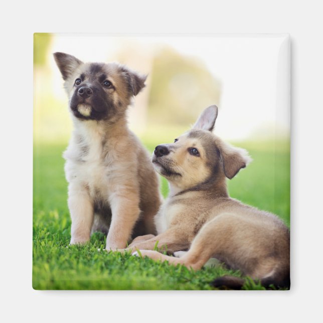 Imã Dois German shepherd (Frente)