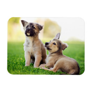 Ímã Dois German shepherd
