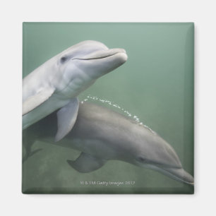 Imã Dois golfinhos subaquáticos