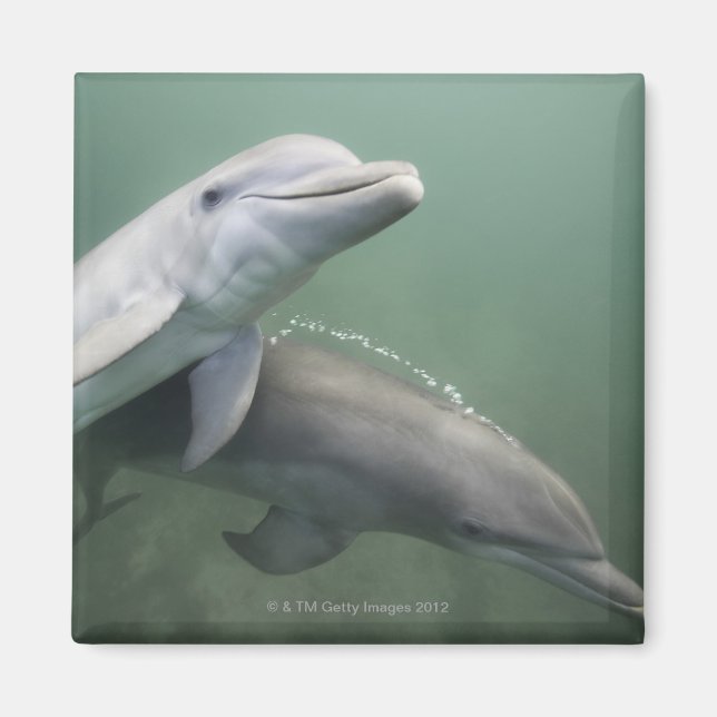 Imã Dois golfinhos submarinos (Frente)