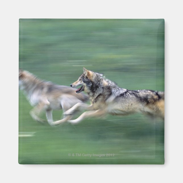 Imã Dois lobos no campo das montanhas (Frente)