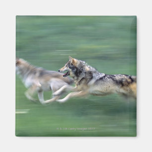 Imã Dois lobos no prado da montanha