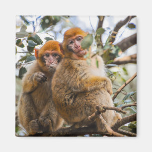 Imã Dois Macacos Cortes