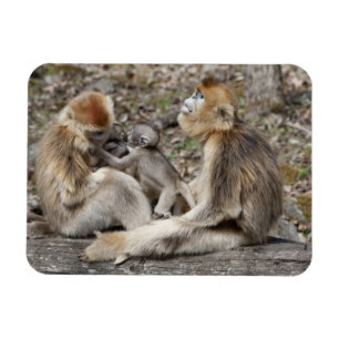 Ímã Dois macacos dourados fêmeas com neonatos