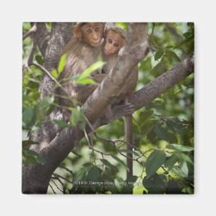 Imã Dois macacos em uma árvore
