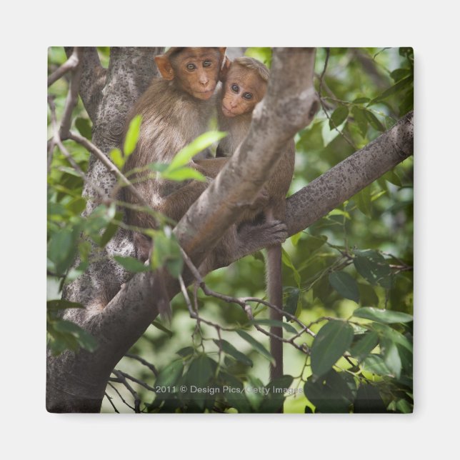 Imã Dois Macacos Em Uma Árvore (Frente)