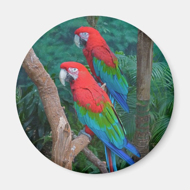 Imã Dois Macaws Vermelhos e Verdes Ara Chloropterus (Frente)