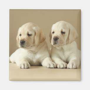 Imã Dois Ouros De Labrador