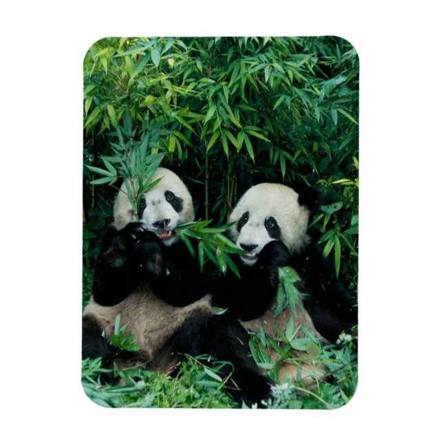 Ímã Dois pandas comendo bambu juntos, Wolong (Vertical)