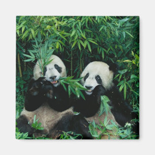 Imã Dois pandas comendo bambu juntos, Wolong