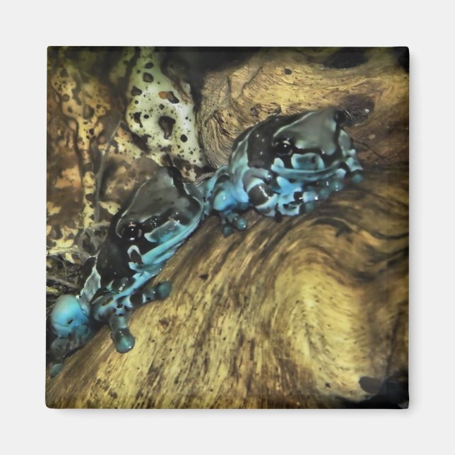 Imã Dois sapos pendurados no ímã (Frente)