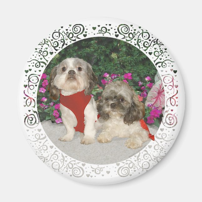 Imã Dois Shih Tzus em um Jardim (Frente)