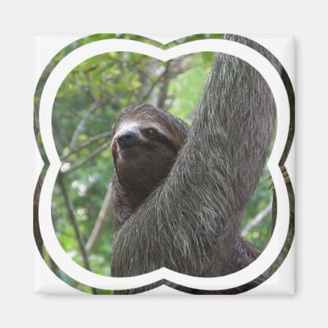 Imã Dois Sloth Square Magnet (Frente)