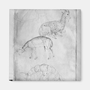 Imã Dois tartarugas, cabras e carneiros