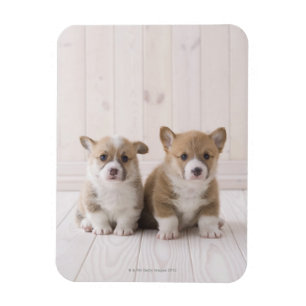 Ímã Dois Welsh Corgi Sentados