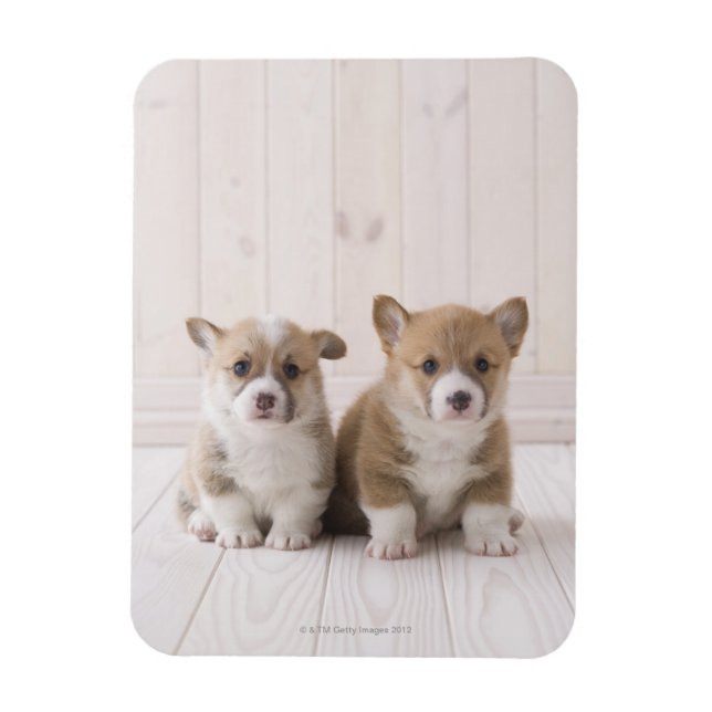 Ímã Dois Welsh Corgi Sentados (Vertical)