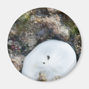 Imã Dólar de areia em um recife de Fiji em Lado Baixo