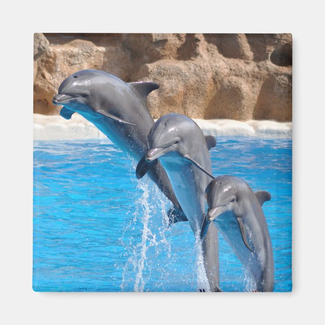 Imã Dolphin Water Beach Tropical Paradise Fish Island (Frente)