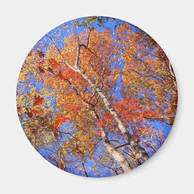 Imã Donativos do Parque Nacional do Outono Quente do M (Frente)