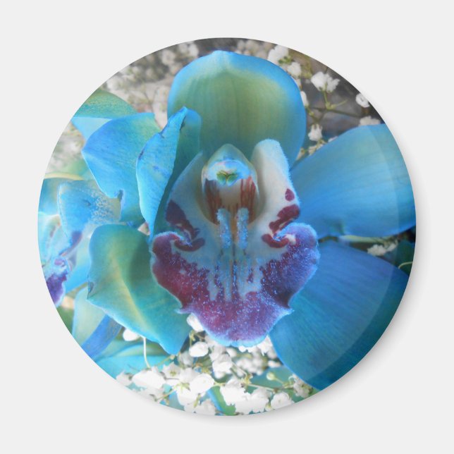 Imã Donella (Frente)