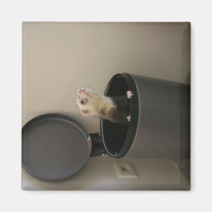 Imã Doninha em um trashcan