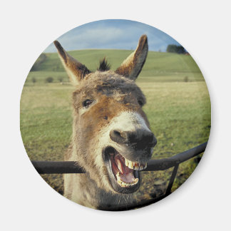 Imã Donkey