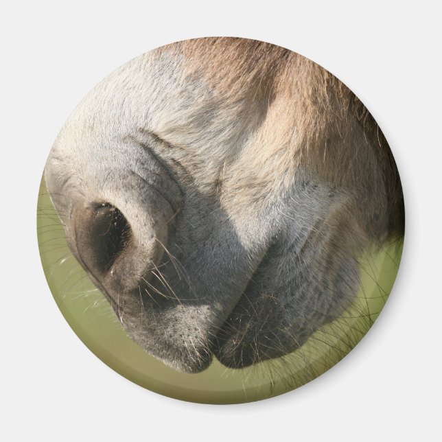 Imã Donkey (Frente)