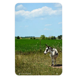 Ímã Donkey em um campo