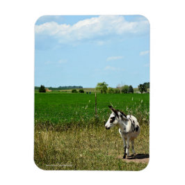 Ímã Donkey em um campo