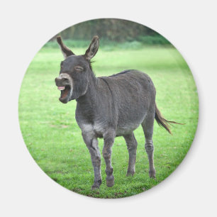 Imã Donkey Laugh Magnet