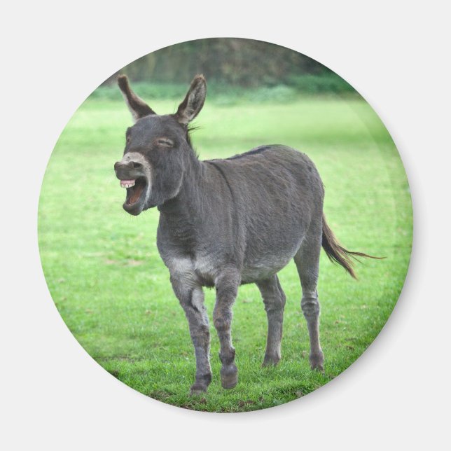 Imã Donkey Laugh Magnet (Frente)