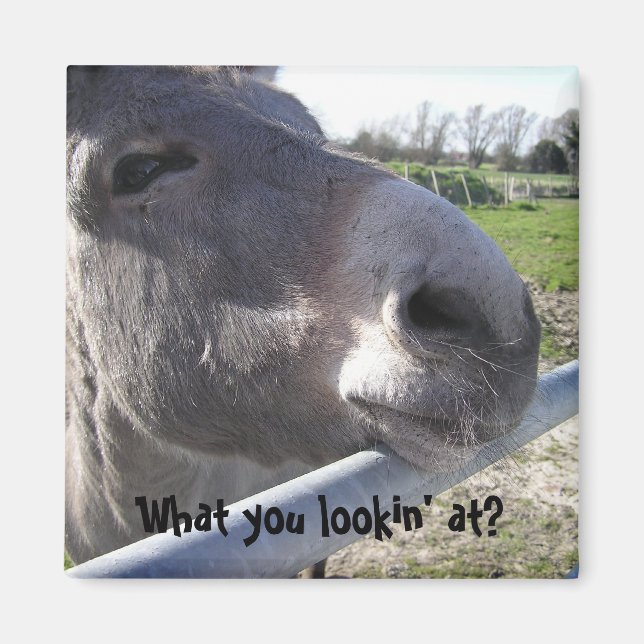 Imã Donkey Magnet (Frente)