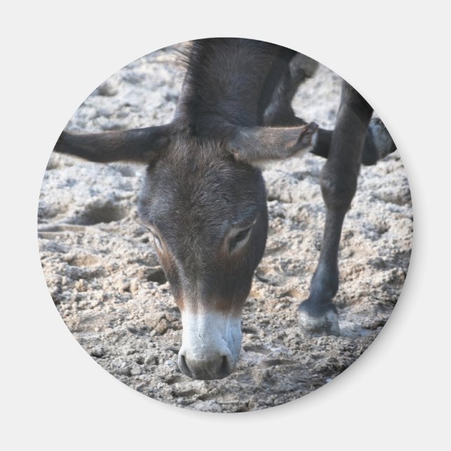 Imã Donkey Magnet (Frente)