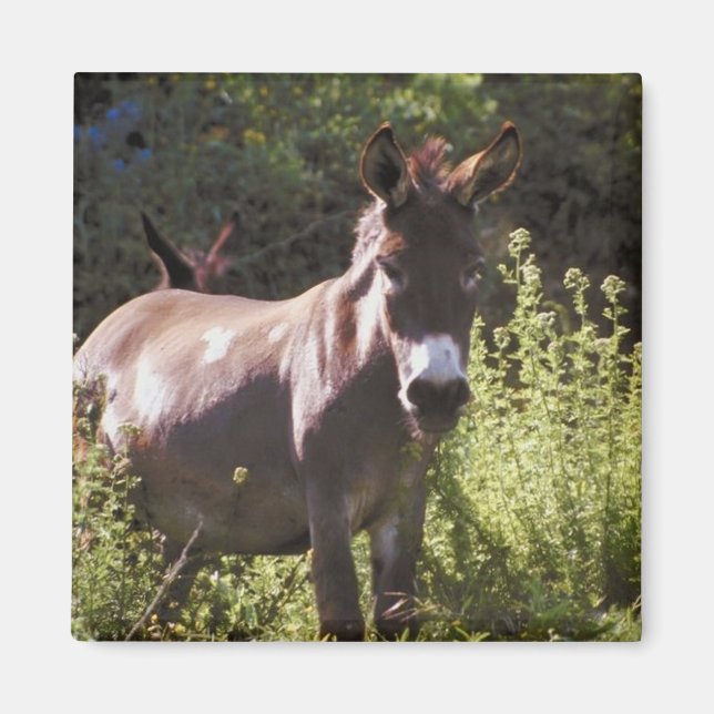 Imã Donkeys na Pasture (Frente)