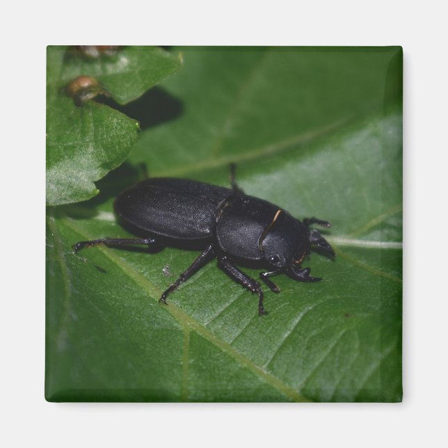 Imã Dorcus parallelipipedus , the lesser stag beetle (Frente)