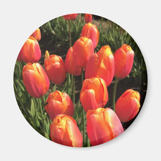 Imã Dordogne Tulips, Oregon (Frente)