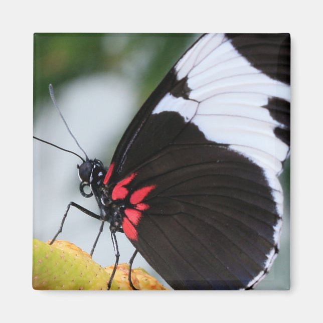 Imã Doris Longwing Butterfly (Frente)
