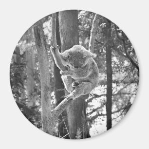 Imã Dormindo Koala Bear ~ Magnet