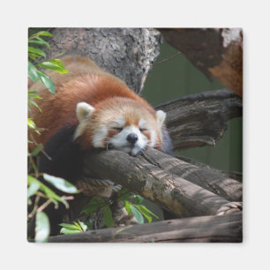 Imã Dormir com o ímã do urso Panda