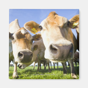 Imã Dorset, Reino Unido