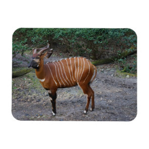 Ímã dos bongos (antílope)