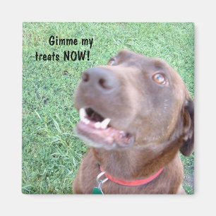 Imã Dos deleites ímã AGORA