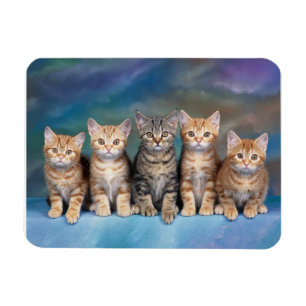 Ímã dos gatinhos do gato malhado em seguido