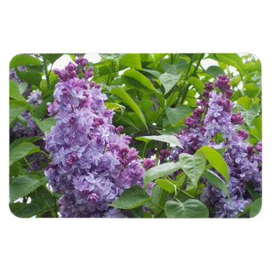Ímã dos Lilacs