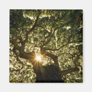Imã Dossel de árvore Sunstar do Banyan