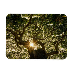 Ímã Dossel de árvore Sunstar do Banyan
