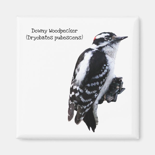 Imã Downy Woodpecker (Frente)