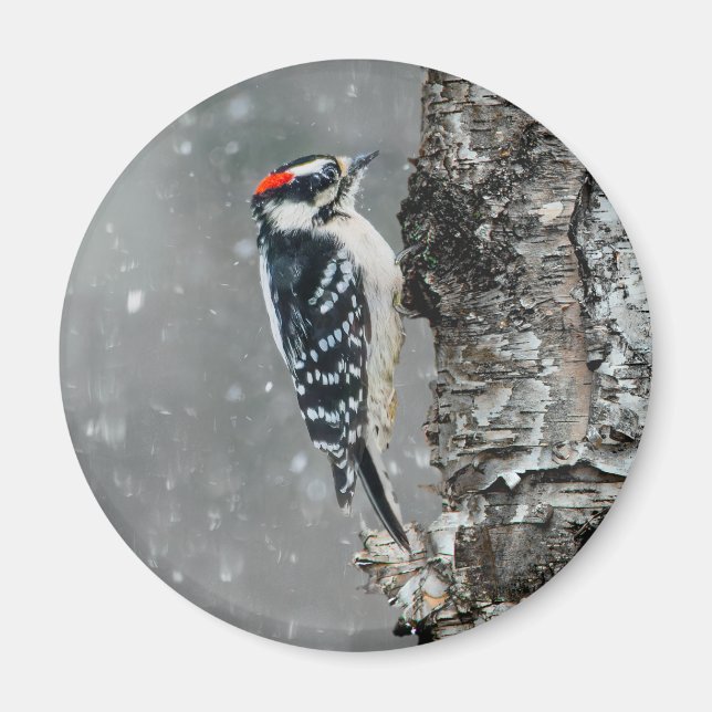 Imã Downy Woodpecker em Neve - Foto Original (Frente)